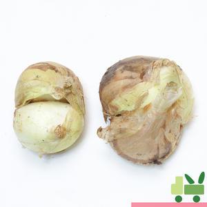 양파 (쌍태 쌍알) 10kg