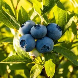 황금열매 국산 블루베리 전남 생과 생블루베리 중과 500g