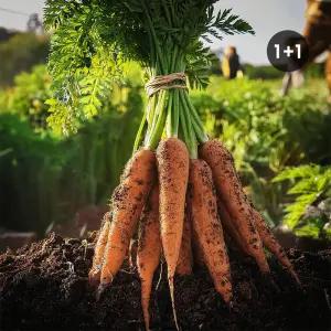 [초록한입] 국내산 유기농 당근 4kg (제주 당근)