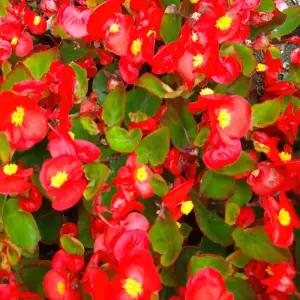 나무팜 베고니아모종(4치포트12개/한판)사철베고니아 관상용/빨강 분홍 흰색 3종/ 색상선택