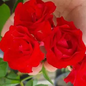 [목하원예조경]사계장미 스칼렛 줄장미 5주묶음 망포트 개화주 묘목 노지월동 여름꽃 덩굴 장미묘목