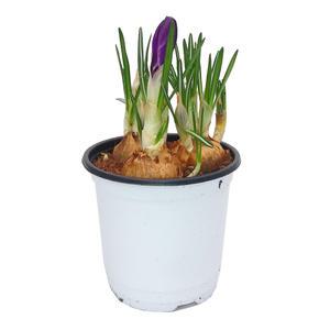 크로커스 샤프란 구근 봄 꽃 화분 미니 꽃화분 모종 키우기