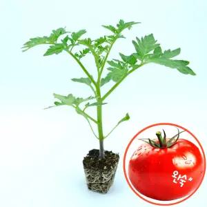 [파머씨드] 완숙 토마토 모종 8개 왕토마토 찰토마토 키우기