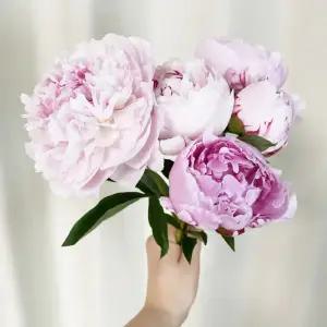 오후의 꽃 사라 사하라 작약 피오니 4송이 꽃배달 싼곳 생화 택배 꽃정기 구독