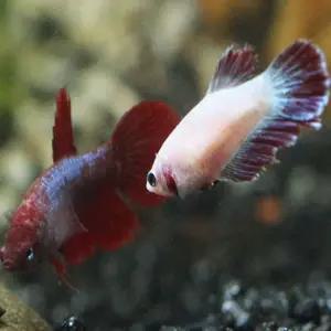 열대어 하프문 베타(암컷) 랜덤 색상 1마리 수족관