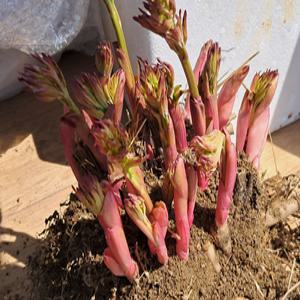 6년생 합천 작약꽃 모종(15촉 이상)