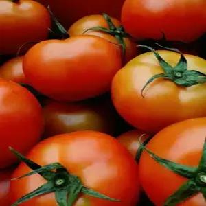 나무에서 익은 완숙 찰 토마토