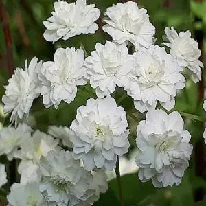 묘목/조팝나무 소주조팝(겹공조팝) 4치포트-2개묶음  TN1003