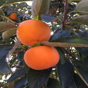 감나무  추위에 강한  월하시 접목2년차 묘목