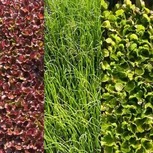 한국모종판매 양파모종 상추모종 장미상추 배추 대파 양배추모종 봄동 조선상추