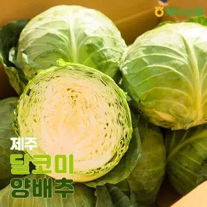 [26년 수확] 제주 햇 달코미 양배추 5kg(1박스 4∼6입)