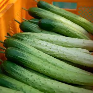 국내산 다다기오이 백오이 5kg