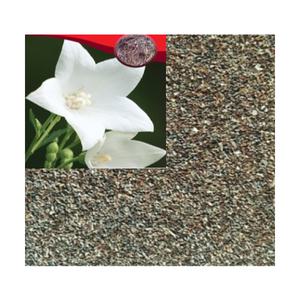 (성실)슈퍼백도라지씨앗 30g