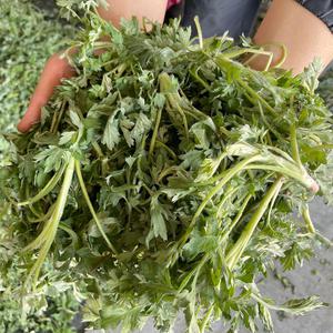 거문도 생쑥 500g/ 1kg 해풍 맞고 자라 향이 더진한 거문도 쑥 쑥떡 쑥빵 쑥국용