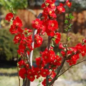 가시없는 명자나무-흑광 / 검붉은색 꽃 화분에도 가능