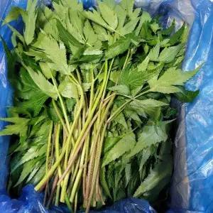 당귀잎 쌈당귀 1kg 발품장터