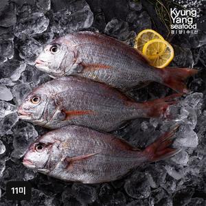 국내산 햇 손질 참돔 11미