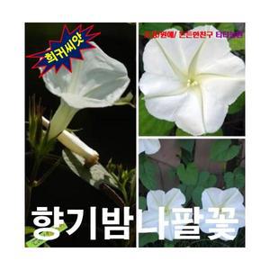 (희귀씨앗) 향기밤나팔꽃 (Moon Flower) 5립