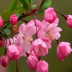 수서해당화 포트묘 (특묘) 서부해당화 / 추위에 강해 전국식재 가능 분홍꽃이 예쁜 (수고1m)