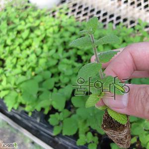 10개 (허브) 애플민트 키우기 모종 향기나는 식용 식물 키우기