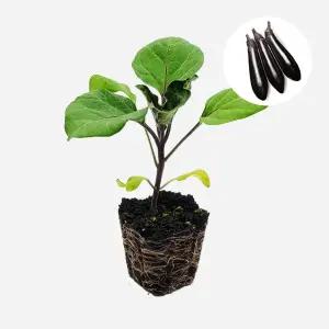 마이플랜트 블랙다이아 가지 1개 야채 모종 주말농장 텃밭 채소 튼튼한 모종