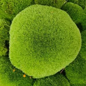 마이플랜트 소백산 비단이끼 조경 원예 분재 돌 인테리어 테라리움 자연 이끼