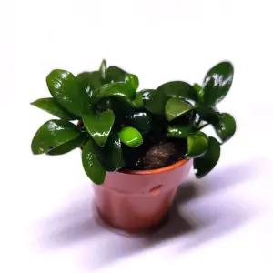 아누비아스 콩나나 1포트