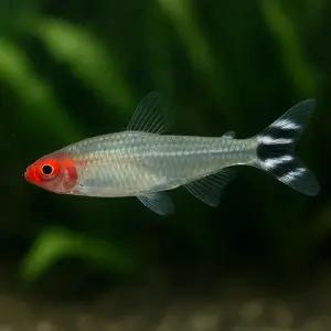 러미노즈 테트라 10마리