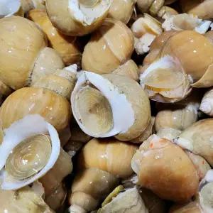 자연산 생물 백골뱅이 백고동 1kg 중(25-35미 내외) /KJ