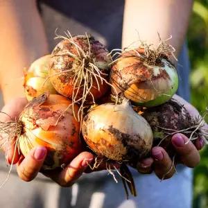 싱싱한 국내산 양파 10kg 중(100-150g)