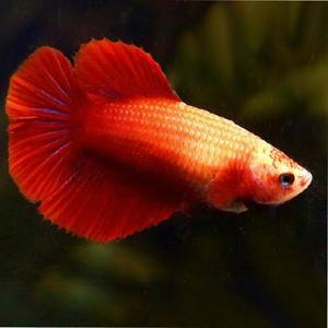 [행운수족관]열대어, 하프문 베타[레드 암컷]