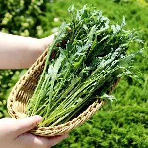 신선한 와일드 루꼴라 500g