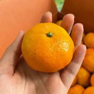 비가림감귤3kg 제주 진지향 만다린 서귀포 고당도 하우스 당도높은 귤 5kg 10kg