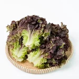 국내산 적상추 2kg 쌈채소 상추