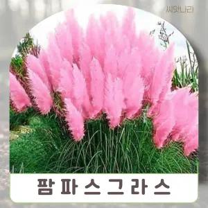 (씨앗나라) 팜파스그라스 핑크색상 씨앗 15립