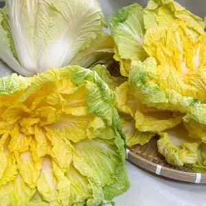 [하라네]해남 베타 봄동 배추 황금배추 겉절이 김치 3kg