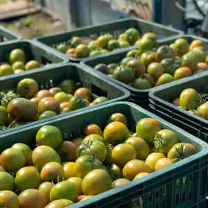 대저 짭짤이 토마토 2.5kg / 2S 미니로얄과