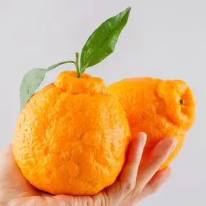 [산해직송] 제주 한라봉 10kg 중대과