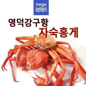 노가네 영덕 A급 프리미엄 자숙홍게3kg(8~12미내외/수율80%)