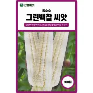 그린백찰 옥수수 씨앗 100립 백색 찰옥수수씨 종자