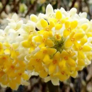 그루담다 삼지닥나무 그랜디플로라 묘목 C1 포트