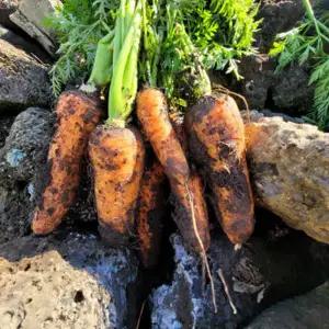 국내산 당근 제주 햇당근 구좌 흙당근 세척 주스용 못난이 1키로,2키로,3kg,5kg