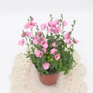 다이시아 핑크꽃 소품 야생화 노지월동 정원화단꾸미기식물