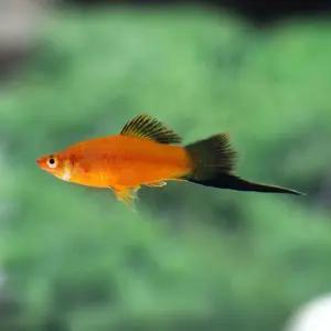 열대어 레드 왁 소드테일 1마리