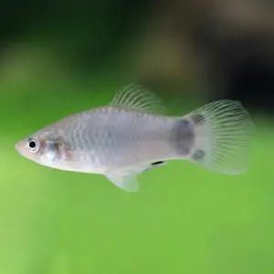 열대어 블루 미키마우스 플래티 5마리