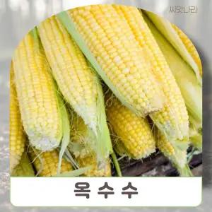 (씨앗나라) 대학찰옥수수 씨앗 80립 오리지널 맛좋은 옥수수