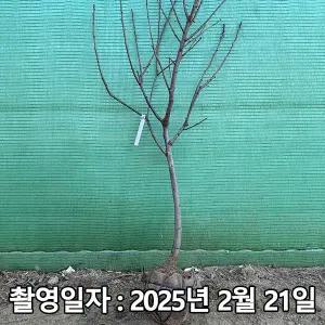 [나무생각]착한가격 나무생각 / 감나무 / 태추단감 / 4년생 / 결실주