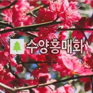 수양매화나무 묘목 홍매화 접목1년 특묘 2주