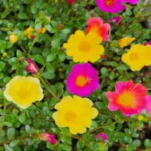 개량채송화 포체리카 야생화 모종 6cm포트 여섯개묶음 GK036