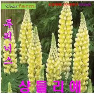 씨앗나라 루피너스 혼합 씨앗 5립/꽃씨앗/꽃씨/종자/노란꽃/정원/화단/꾸미기/노란계열/노란색